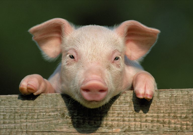Obavijest uzgajivačima svinja